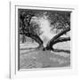 A Snow Scene in Richmond Park, Greater London-John Gay-Framed Photographic Print