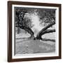 A Snow Scene in Richmond Park, Greater London-John Gay-Framed Photographic Print