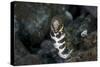 A Snowflake Moray Eel Pokes its Head Out of a Hole-Stocktrek Images-Stretched Canvas