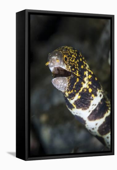 A Snowflake Moray Eel Pokes its Head Out of a Hole-Stocktrek Images-Framed Stretched Canvas