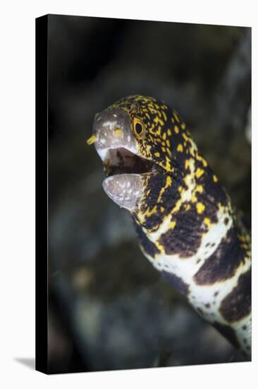 A Snowflake Moray Eel Pokes its Head Out of a Hole-Stocktrek Images-Stretched Canvas