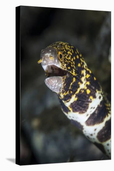 A Snowflake Moray Eel Pokes its Head Out of a Hole-Stocktrek Images-Stretched Canvas