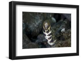 A Snowflake Moray Eel Pokes its Head Out of a Hole-Stocktrek Images-Framed Photographic Print