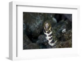 A Snowflake Moray Eel Pokes its Head Out of a Hole-Stocktrek Images-Framed Photographic Print