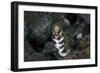 A Snowflake Moray Eel Pokes its Head Out of a Hole-Stocktrek Images-Framed Photographic Print