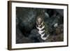 A Snowflake Moray Eel Pokes its Head Out of a Hole-Stocktrek Images-Framed Photographic Print