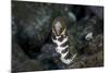 A Snowflake Moray Eel Pokes its Head Out of a Hole-Stocktrek Images-Mounted Photographic Print