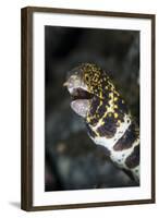 A Snowflake Moray Eel Pokes its Head Out of a Hole-Stocktrek Images-Framed Photographic Print