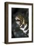 A Snowflake Moray Eel Pokes its Head Out of a Hole-Stocktrek Images-Framed Photographic Print