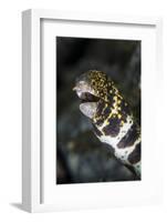 A Snowflake Moray Eel Pokes its Head Out of a Hole-Stocktrek Images-Framed Photographic Print