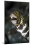 A Snowflake Moray Eel Pokes its Head Out of a Hole-Stocktrek Images-Mounted Photographic Print