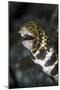 A Snowflake Moray Eel Pokes its Head Out of a Hole-Stocktrek Images-Mounted Photographic Print