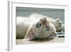 A Snowy Bengal Kitten Playing on the Floor-Mark Bond-Framed Photographic Print