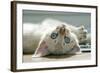 A Snowy Bengal Kitten Playing on the Floor-Mark Bond-Framed Photographic Print