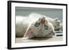 A Snowy Bengal Kitten Playing on the Floor-Mark Bond-Framed Photographic Print