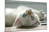 A Snowy Bengal Kitten Playing on the Floor-Mark Bond-Mounted Photographic Print