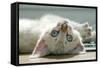 A Snowy Bengal Kitten Playing on the Floor-Mark Bond-Framed Stretched Canvas