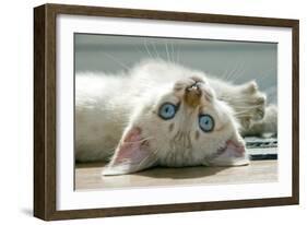 A Snowy Bengal Kitten Playing on the Floor-Mark Bond-Framed Photographic Print