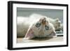 A Snowy Bengal Kitten Playing on the Floor-Mark Bond-Framed Photographic Print