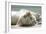 A Snowy Bengal Kitten Playing on the Floor-Mark Bond-Framed Photographic Print