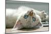 A Snowy Bengal Kitten Playing on the Floor-Mark Bond-Mounted Photographic Print