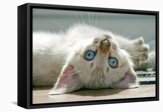 A Snowy Bengal Kitten Playing on the Floor-Mark Bond-Framed Stretched Canvas