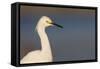 A Snowy Egret in a Southern California Coastal Wetland-Neil Losin-Framed Stretched Canvas