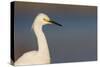 A Snowy Egret in a Southern California Coastal Wetland-Neil Losin-Stretched Canvas