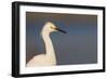 A Snowy Egret in a Southern California Coastal Wetland-Neil Losin-Framed Premium Photographic Print