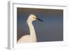 A Snowy Egret in a Southern California Coastal Wetland-Neil Losin-Framed Premium Photographic Print