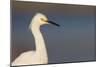A Snowy Egret in a Southern California Coastal Wetland-Neil Losin-Mounted Premium Photographic Print
