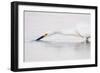 A Snowy Egret in a Southern California Coastal Wetland-Neil Losin-Framed Photographic Print