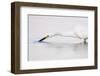 A Snowy Egret in a Southern California Coastal Wetland-Neil Losin-Framed Photographic Print