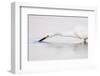 A Snowy Egret in a Southern California Coastal Wetland-Neil Losin-Framed Photographic Print