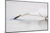 A Snowy Egret in a Southern California Coastal Wetland-Neil Losin-Mounted Photographic Print