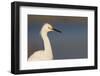 A Snowy Egret in a Southern California Coastal Wetland-Neil Losin-Framed Photographic Print