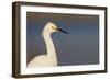 A Snowy Egret in a Southern California Coastal Wetland-Neil Losin-Framed Photographic Print