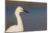 A Snowy Egret in a Southern California Coastal Wetland-Neil Losin-Mounted Photographic Print