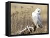 A Snowy Owl (Bubo Scandiacus) Sits on a Perch at Sunset, Damon Point, Ocean Shores, Washington, USA-Gary Luhm-Framed Stretched Canvas