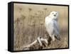 A Snowy Owl (Bubo Scandiacus) Sits on a Perch at Sunset, Damon Point, Ocean Shores, Washington, USA-Gary Luhm-Framed Stretched Canvas