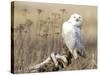 A Snowy Owl (Bubo Scandiacus) Sits on a Perch at Sunset, Damon Point, Ocean Shores, Washington, USA-Gary Luhm-Stretched Canvas