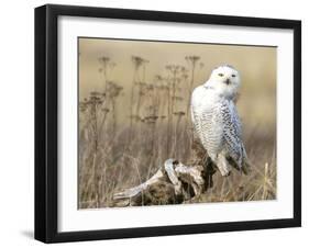 A Snowy Owl (Bubo Scandiacus) Sits on a Perch at Sunset, Damon Point, Ocean Shores, Washington, USA-Gary Luhm-Framed Premium Photographic Print