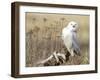 A Snowy Owl (Bubo Scandiacus) Sits on a Perch at Sunset, Damon Point, Ocean Shores, Washington, USA-Gary Luhm-Framed Photographic Print