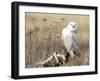 A Snowy Owl (Bubo Scandiacus) Sits on a Perch at Sunset, Damon Point, Ocean Shores, Washington, USA-Gary Luhm-Framed Photographic Print