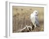 A Snowy Owl (Bubo Scandiacus) Sits on a Perch at Sunset, Damon Point, Ocean Shores, Washington, USA-Gary Luhm-Framed Photographic Print