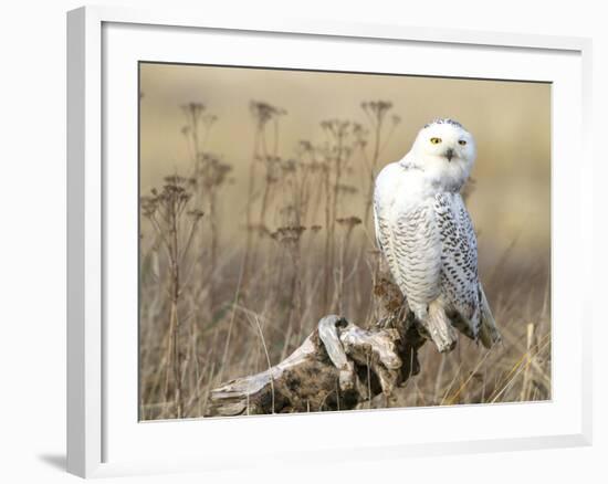 A Snowy Owl (Bubo Scandiacus) Sits on a Perch at Sunset, Damon Point, Ocean Shores, Washington, USA-Gary Luhm-Framed Photographic Print