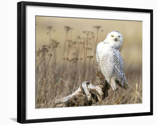 A Snowy Owl (Bubo Scandiacus) Sits on a Perch at Sunset, Damon Point, Ocean Shores, Washington, USA-Gary Luhm-Framed Photographic Print