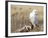 A Snowy Owl (Bubo Scandiacus) Sits on a Perch at Sunset, Damon Point, Ocean Shores, Washington, USA-Gary Luhm-Framed Photographic Print