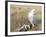 A Snowy Owl (Bubo Scandiacus) Sits on a Perch at Sunset, Damon Point, Ocean Shores, Washington, USA-Gary Luhm-Framed Photographic Print