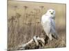 A Snowy Owl (Bubo Scandiacus) Sits on a Perch at Sunset, Damon Point, Ocean Shores, Washington, USA-Gary Luhm-Mounted Photographic Print